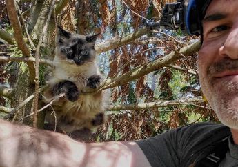Canopy Cat Rescue, Tim Penyelamat Kucing yang Terjebak di Atas Pohon