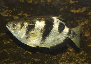 Ikan Pemanah, Hewan Air Payau yang Memangsa dengan Cara Unik
