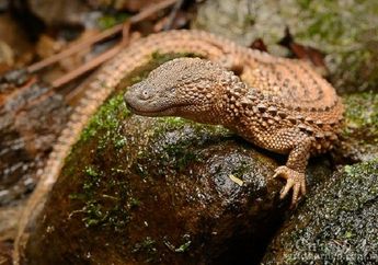 Biawak Tak Bertelinga Menjadi Fosil Hidup Endemik dari Kalimantan