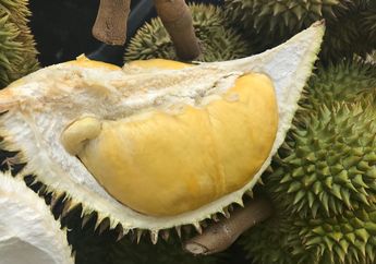 Bukan dari Thailand, Ternyata Durian Montong Berasal dari Indonesia