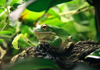 Dibandingkan Hewan Vertebrata Lainnya, Mengapa Ukuran Mata Katak Pohon Lebih Besar?