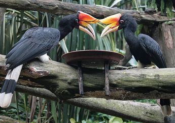 Wah, Spesies Burung Rangkong Terbesar Ternyata Juga Hidup di Indonesia