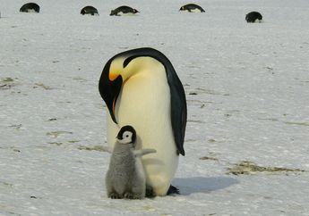 Wah, Ada Banyak Ayah Hebat di Dunia Fauna, lo! Yuk, Cari Tahu!