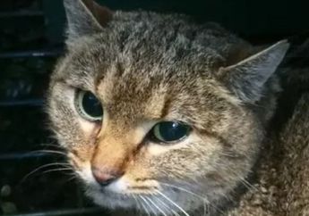 Wah, Spesies Kucing yang Dianggap Mitos Ini Ternyata Benar-Benar Ada!