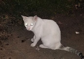 Ini Dia Rahasia Mata Kucing yang Terlihat Bersinar di Tempat Gelap