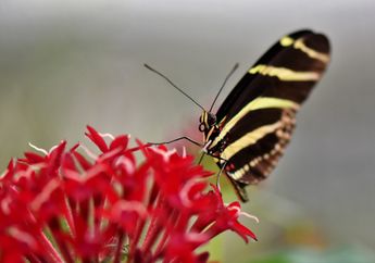 Banyak Serangga yang Terancam Punah, Apa Dampaknya bagi Bumi?