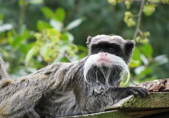 Tampak Bijaksana dengan Kumis Tebalnya, Inilah Emperor Tamarin