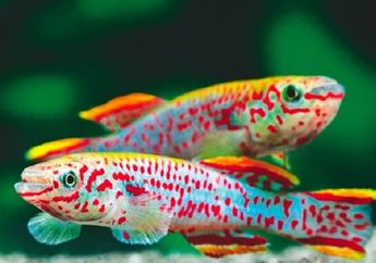 Wah, Telur Ikan KIllifish yang Sudah Dimakan Angsa Masih Bisa Menetas, lo!