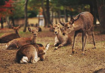 Rusa di Taman Nara Jepang Akan Membalas Jika Kita Membungkuk Hormat Padanya, lo!