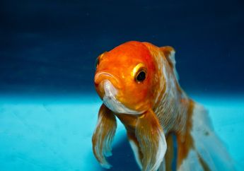 Benarkah Warna Sisik Ikan Mas yang Kekurangan Cahaya akan Berubah Warna Menjadi Pucat?