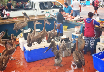 Singa Laut dan Burung Pelikan Meminta Ikan Pada Pedagang di Pasar Ikan Santa Cruz