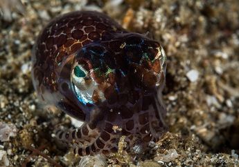 Bobtail Squid, Hewan Air yang Bercahaya untuk Mengelabui Musuh