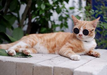 Ramai ‘Kocheng Oren’, Benarkah Tingkah Kucing Oranye Lebih Ajaib dari Kucing Lain?