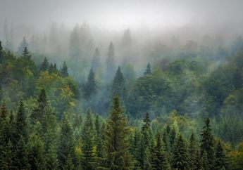 Merupakan Paru-Paru Dunia, Apa Akibatnya Jika Kebakaran Hutan Amazon Terus Terjadi?