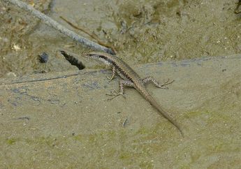 Melindungi Diri Seperti Cicak, Kenalan dengan Kadal Pantai, yuk!
