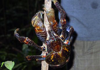 Selalu Dikira Kepiting, Ketam Kenari Sebenarnya Bukan Kepiting, lo!