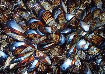 Gawat, Kerang-Kerang di California Mati Akibat Gelombang Panas