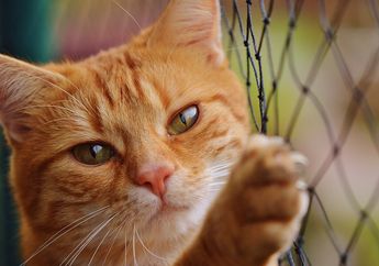 4 Penyakit Ini Bisa Ditularkan oleh Kucing dan Hewan Lainnya pada Manusia, lo