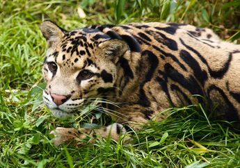 Macan Dahan Disebut Saber-tooth Modern, Ini Fakta Macan Dahan