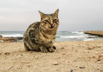 Tidak seperti Manusia, Ternyata Kucing Bisa Minum Air Laut, lo!