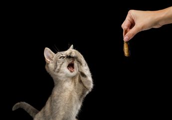 Jauhkan dari Kucingmu, Ini 4 Aroma yang Tidak Disukai Kucing