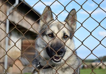Penduduk Amerika Hibur Anjing di Penampungan saat Perayaan Kemerdekaan, untuk Apa, ya?