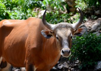 Yuk, Cari Tahu tentang Banteng Jawa, Hewan Sosial yang Suka Berkumpul!