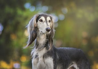 Selain Jadi Ras Anjing Tertua, Saluki Juga Ras Paling Murni, lo!