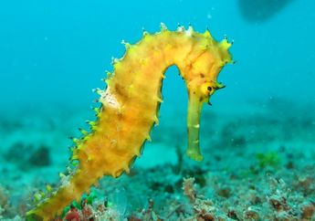 Pandai Mengubah Warna untuk Menyamar, Cari Tahu Fakta Kuda Laut, yuk!