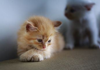 Kucing Juga Bisa Cacingan, Apa Penyebab Cacingan pada Kucing?