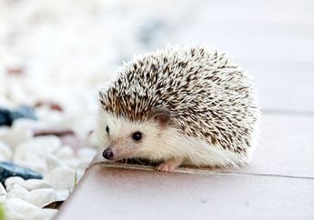 Selain Musang Madu, 5 Hewan Ini Juga Tidak Takut Melawan Ular Berbisa!