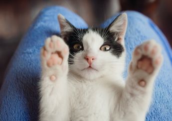 Kucing Suka Makan Ikan, Perlukah Menyingkirkan Tulang pada Ikan?