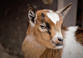 Mata Kambing Terlihat Berbeda dari Hewan Lainnya, Kenapa, ya? #AkuBacaAkuTahu