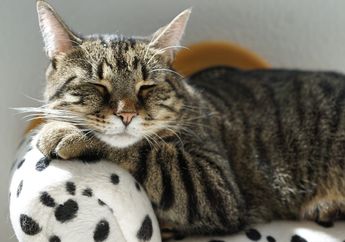 Saat Kita Sakit, Apa Kucing Bisa Tertular Penyakit dari Kita?