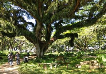 Hutan di Banyuwangi Ini Seperti Hutan di Film Fantasi, Pernah Mengunjunginya?