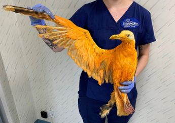 Ditemukan Burung Berwarna Kuning yang Tidak Bisa Terbang, Apakah Jenis Burung Baru?