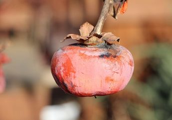Disebut Buah Genit, Cari Tahu Kenapa Kulit Buah Kesemek Seperti Diselimuti Bedak Putih, yuk!