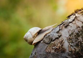 Siput Bisa Mati Jika Terkena Garam, Kenapa Begitu? #AkuBacaAkuTahu