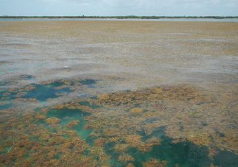 Wah, Ada Sabuk Rumput Laut yang Membentang Lebih dari 8.000 Kilometer!