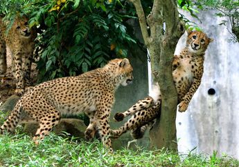 Foto Cheetah Ini Jadi Terkenal Karena Ekspresinya yang Terlihat Kaget