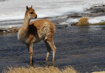 Mirip Unta tapi Tidak Berpunuk, Inilah Alpaka dari Pegunungan Andes