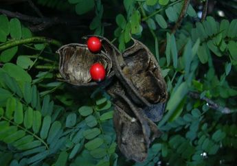 Memiliki Tampilan yang Serupa, Saga Rambat dan Saga Pohon Berbeda, lo