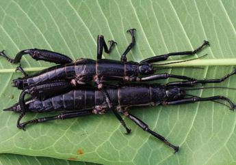 Lobster Pohon, Serangga Raksasa Langka yang Hidup di Australia