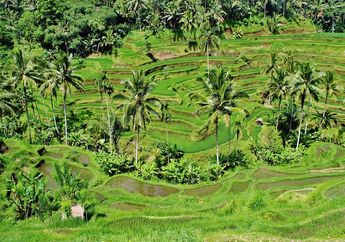 Keren, Ubud di Bali Masuk Peringkat 10 Besar Kota Terbaik di Dunia!