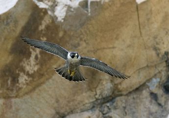 Jadi Burung Tercepat di Dunia, Kenalan dengan Alap-Alap Kawah, yuk!