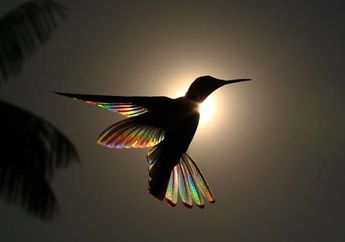 Wah, Sayap Burung Kolibri di Foto Ini Terlihat Seperti Pelangi! Apa Rahasianya?