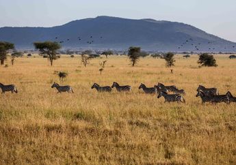 Mulai dari Benua Terluas Kedua Sampai Tempat Hewan yang Beragam, Simak Fakta Unik Benua Afrika