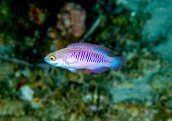Punya Sisik Berwarna Ungu, Ikan Terumbu Karang Dinamakan Ikan Wakanda