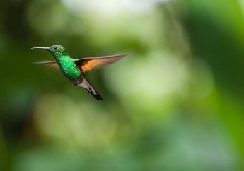 Ada Bunga Berbentuk Burung Kolibri, Cari Tahu Keunikan Burung Kolibri, yuk!