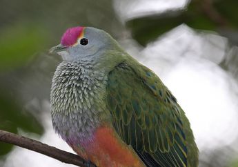 Merpati Ini Punya Bulu Seperti Pelangi, lo! Merpati Jenis Apa, ya?